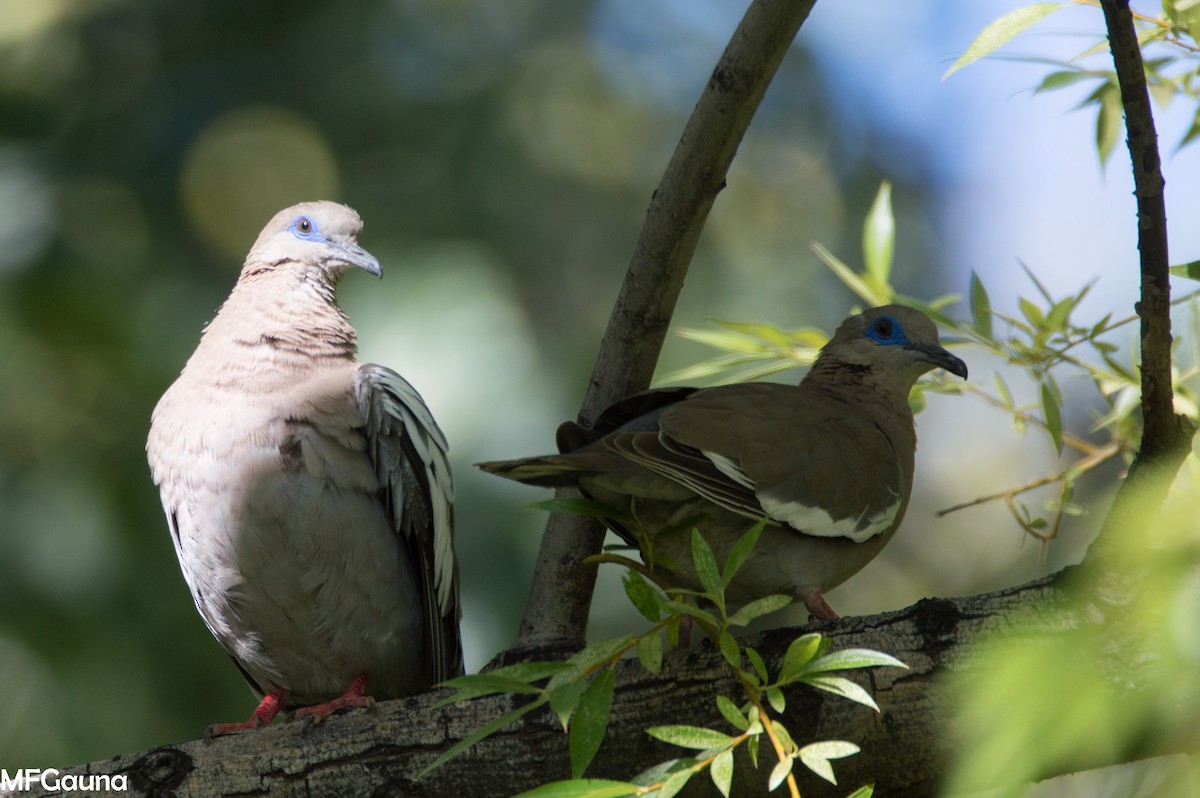 West Peruvian Dove - ML527351631