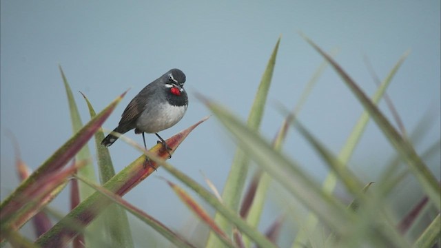 Chinese Rubythroat - ML527352251