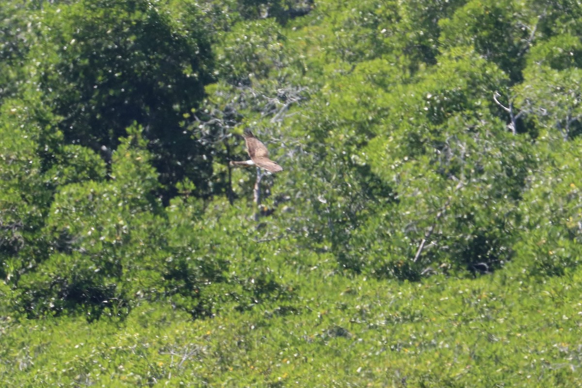 Northern Harrier - John van Dort