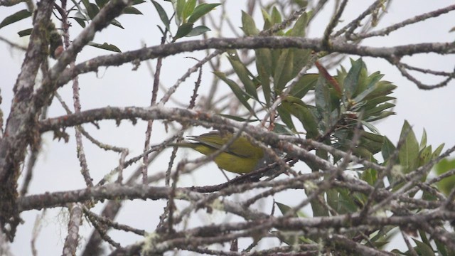 Gray-hooded Bush Tanager - ML527353021