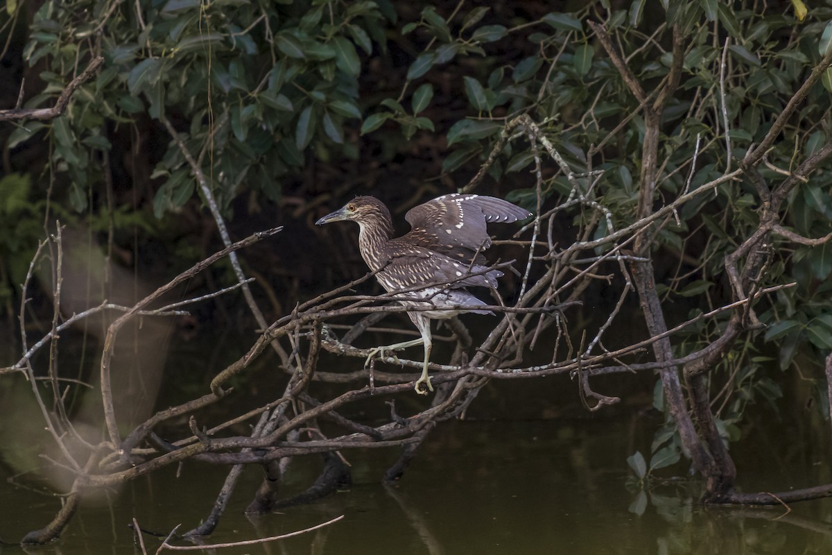 Black-crowned Night Heron - ML527354591