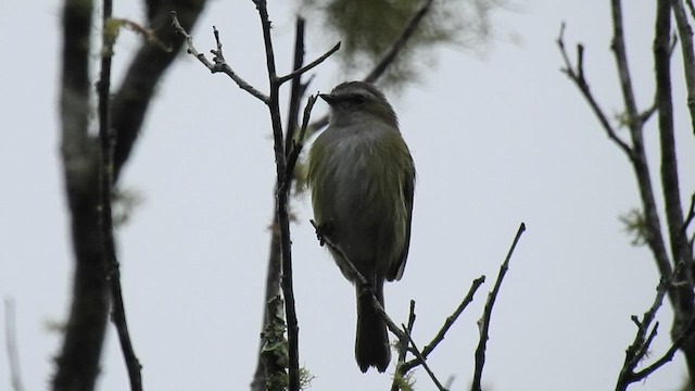 Weißstreif-Kleintyrann - ML527355591