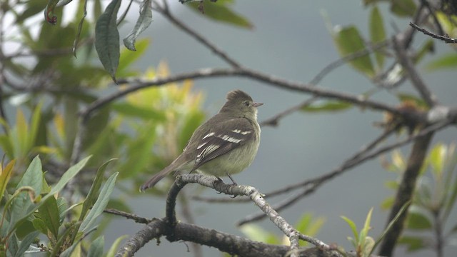 キイロシラギクタイランチョウ - ML527356191