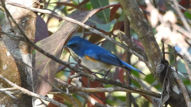 Himalayan Bluetail - ML527356291
