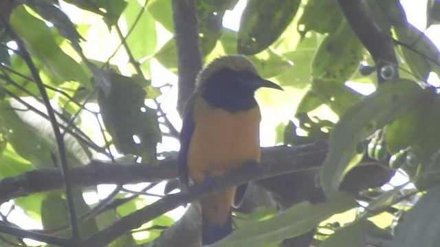 Orange-bellied Leafbird - ML527356411