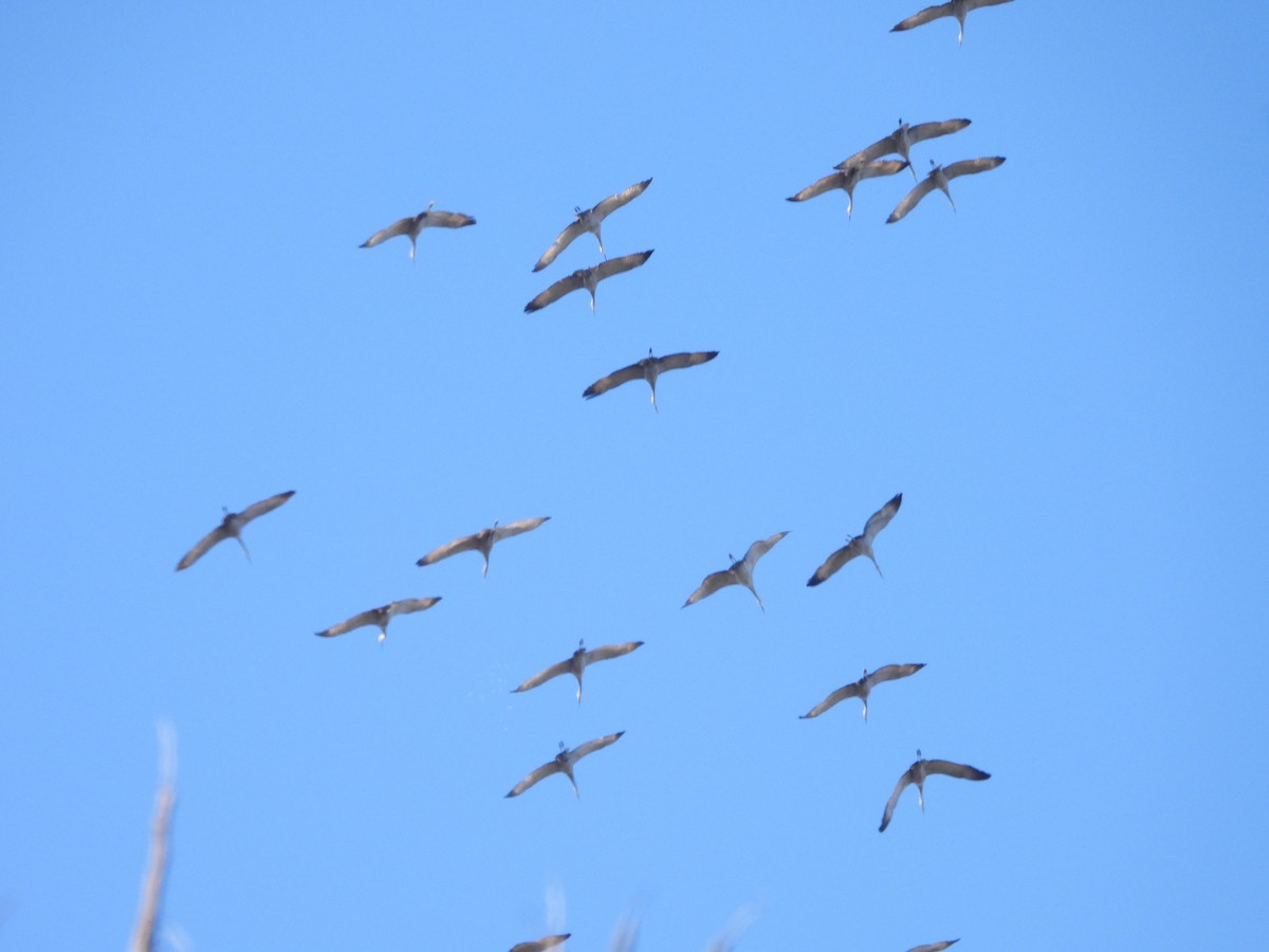 Sandhill Crane - ML527356771