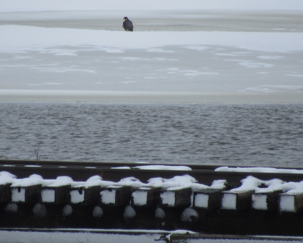 Peregrine Falcon - The Vermont Birder Guy