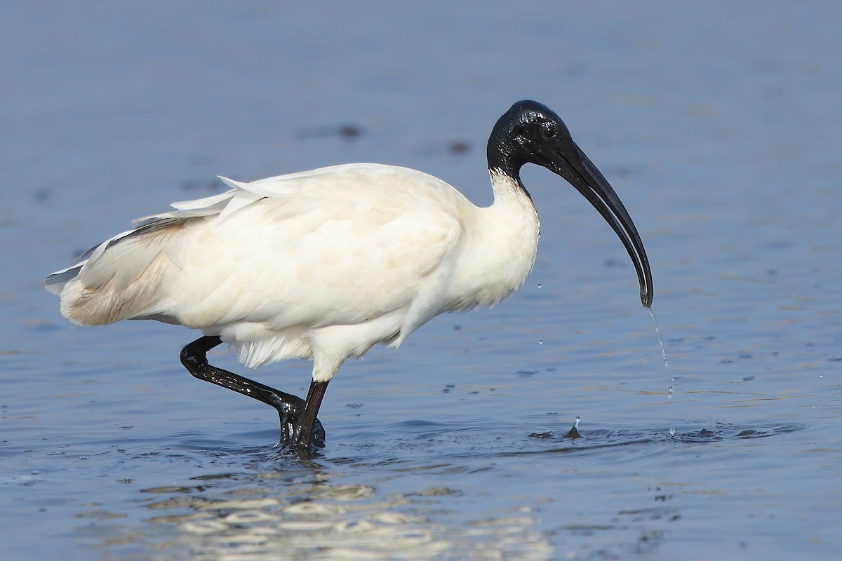 ibis černohlavý - ML527357791