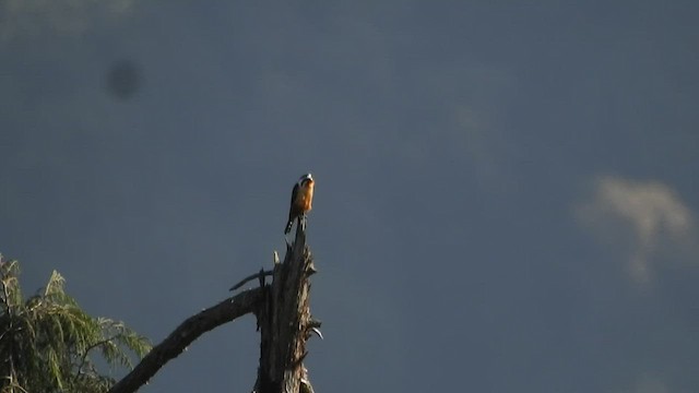 Collared Falconet - ML527358631