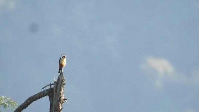 Collared Falconet - ML527358641