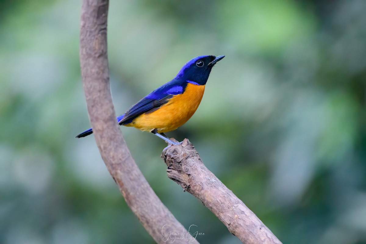 Rufous-bellied Niltava - Ganesh Gore