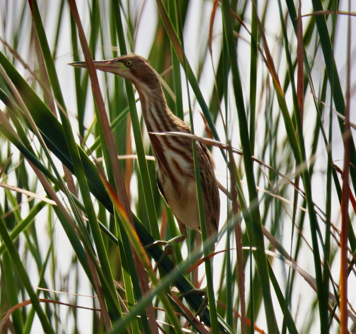 Yellow Bittern - ML527360061