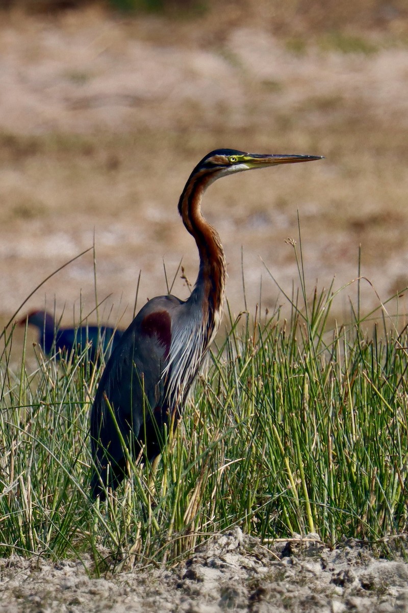 Purple Heron - ML527360301