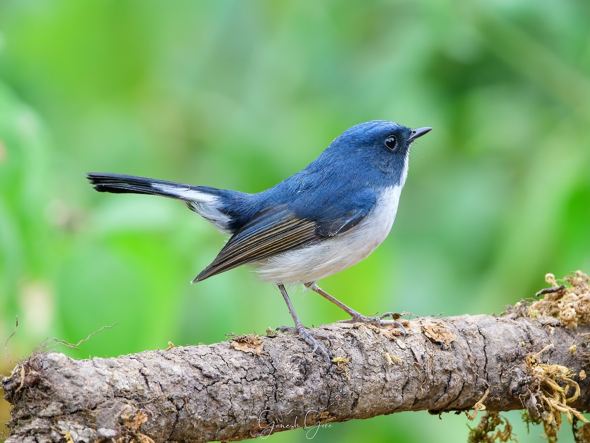 Slaty-blue Flycatcher - Ganesh Gore