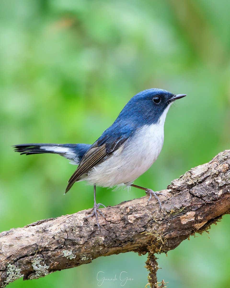 Slaty-blue Flycatcher - Ganesh Gore