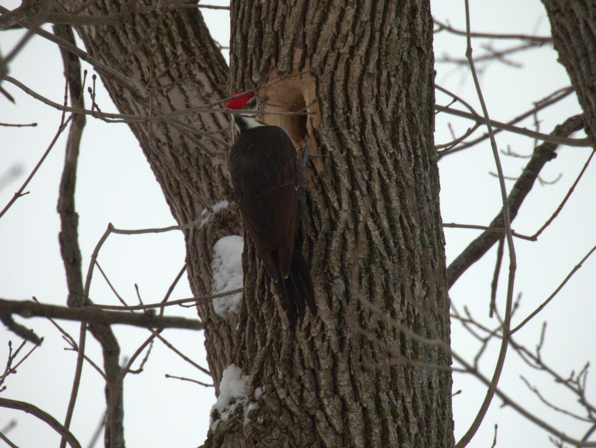 Pileated Woodpecker - ML527361261