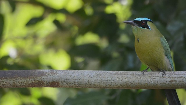 Motmot de Lesson - ML527361401