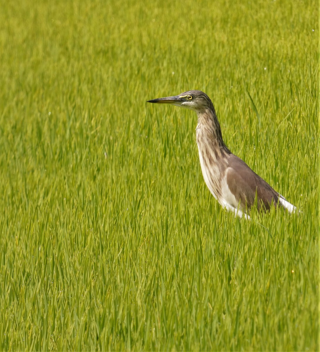 Indian Pond-Heron - Santharam V