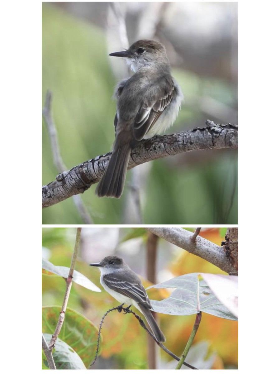 La Sagra's Flycatcher - ML527362411