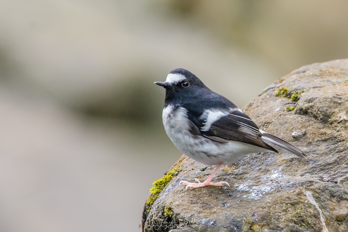 Little Forktail - Ganesh Gore