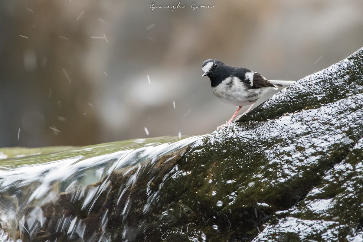 Little Forktail - Ganesh Gore