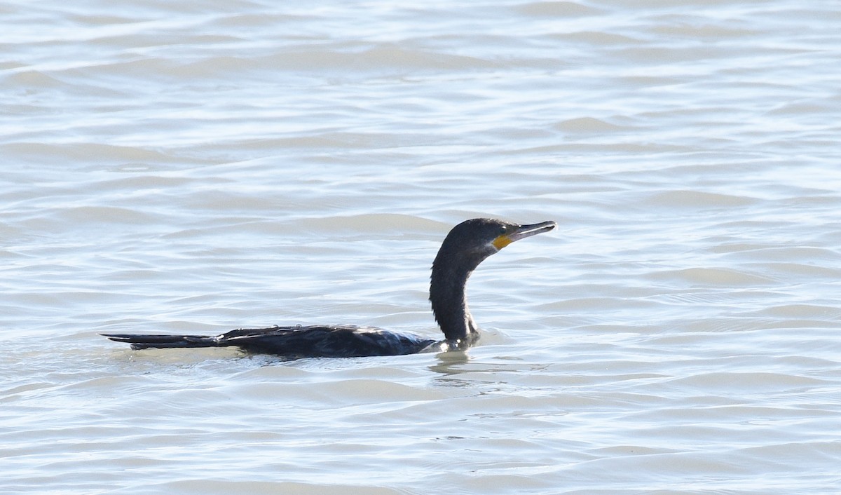 Neotropic Cormorant - ML527364201