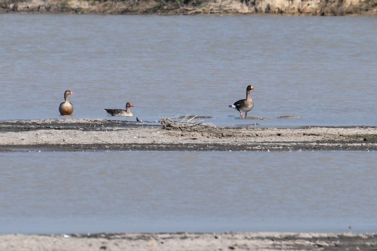 Greater White-fronted Goose - ML527364431