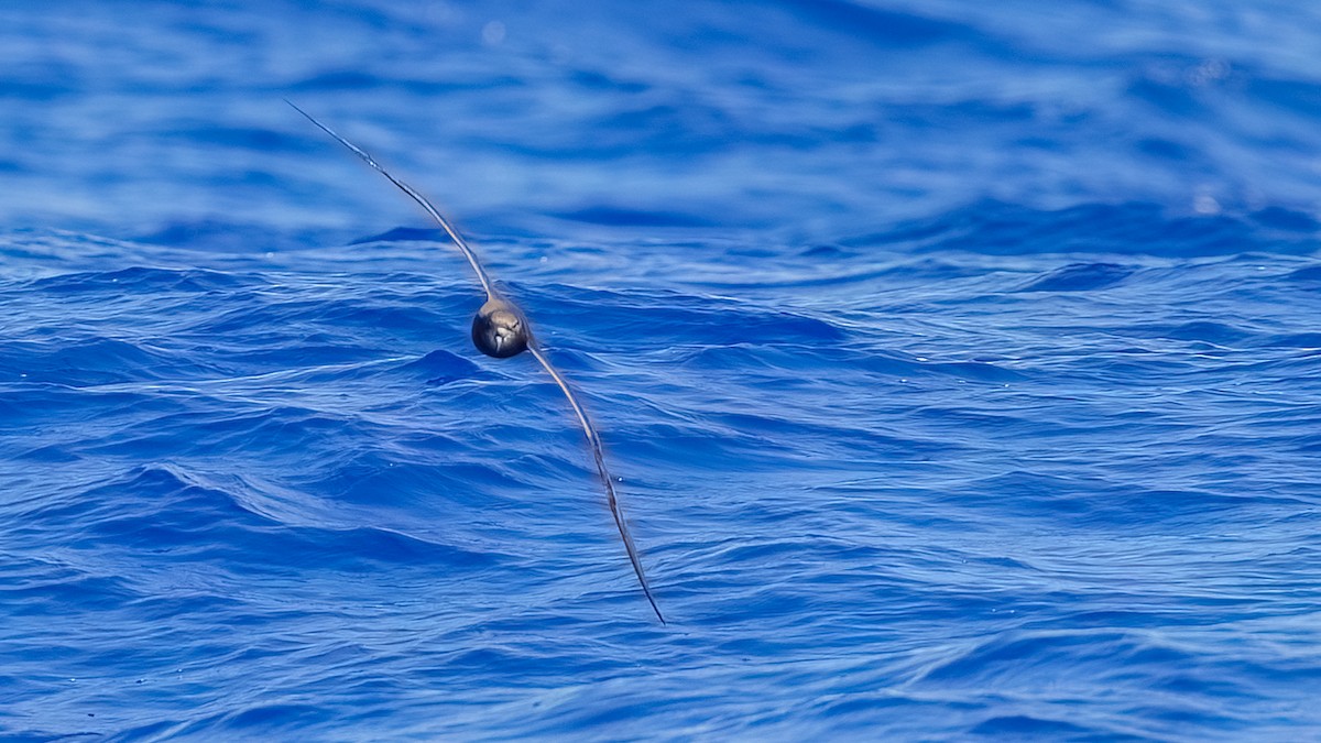 Gray-faced Petrel - Robert Tizard