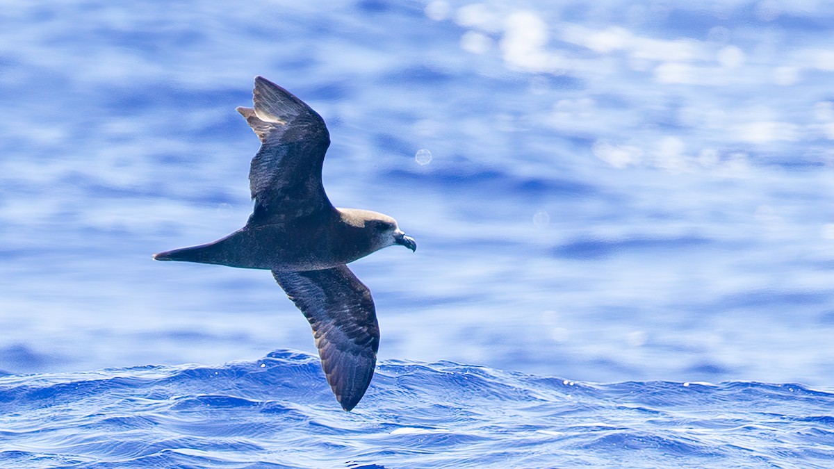 Gray-faced Petrel - ML527364811