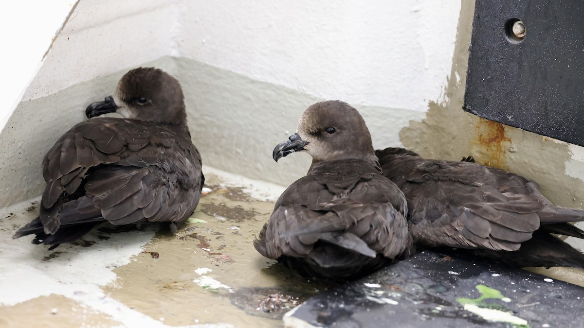 Gray-faced Petrel - ML527365081