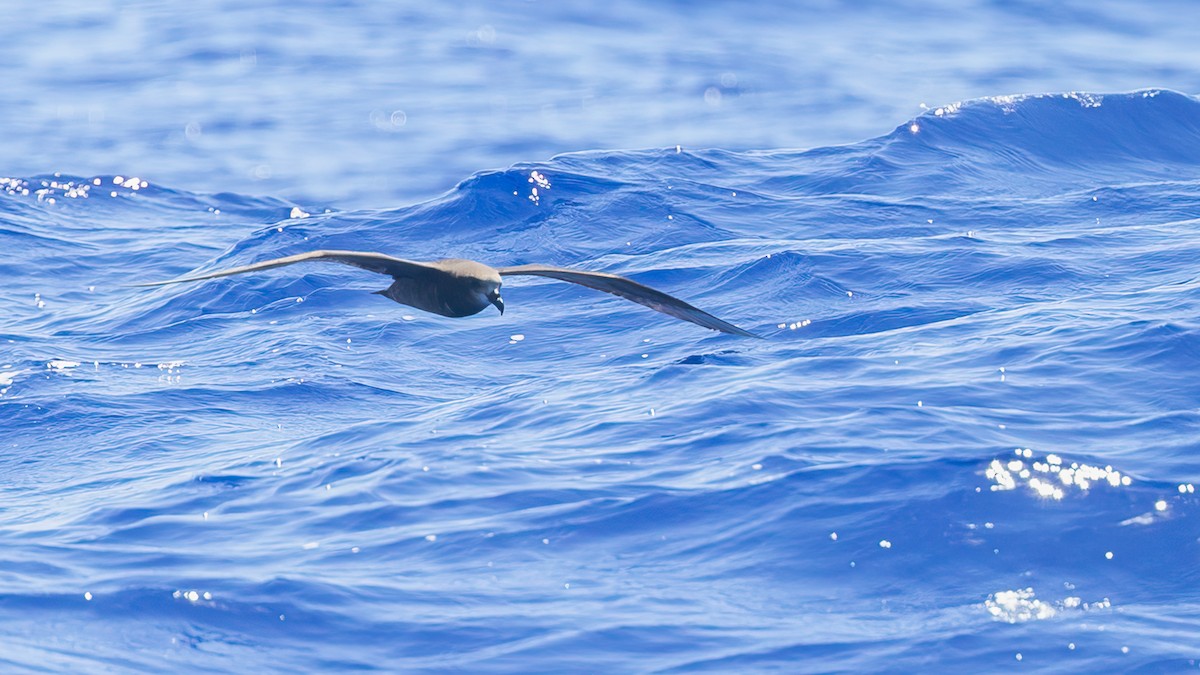 Gray-faced Petrel - ML527365331