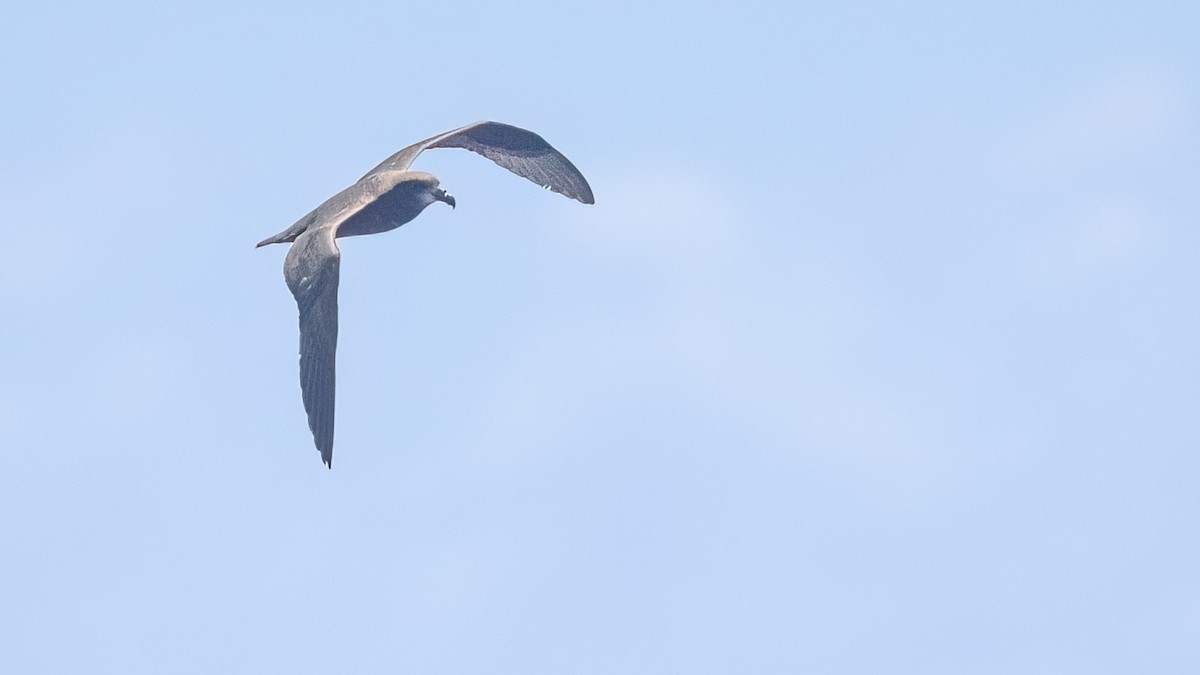 Petrel Carigrís - ML527365351