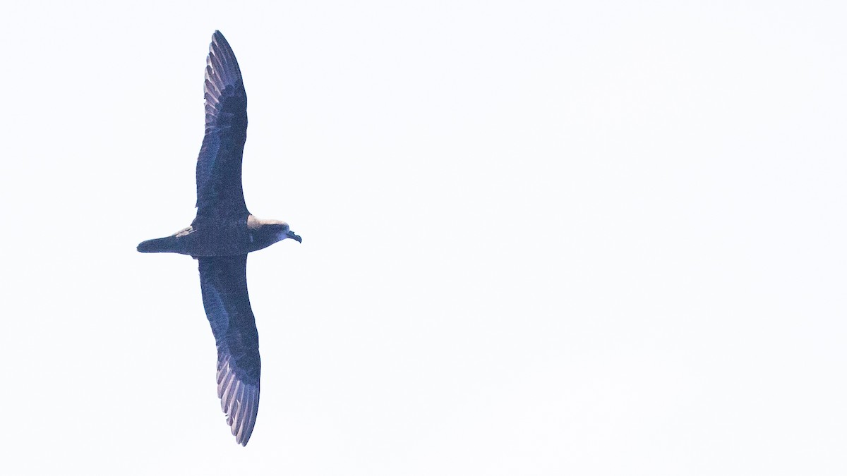 Petrel Carigrís - ML527365361