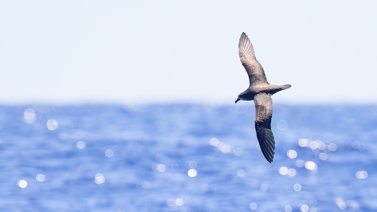 Gray-faced Petrel - ML527365371