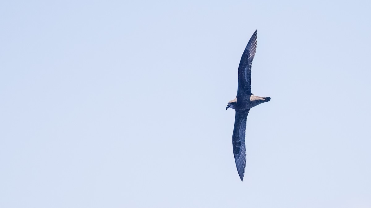 Gray-faced Petrel - ML527365391