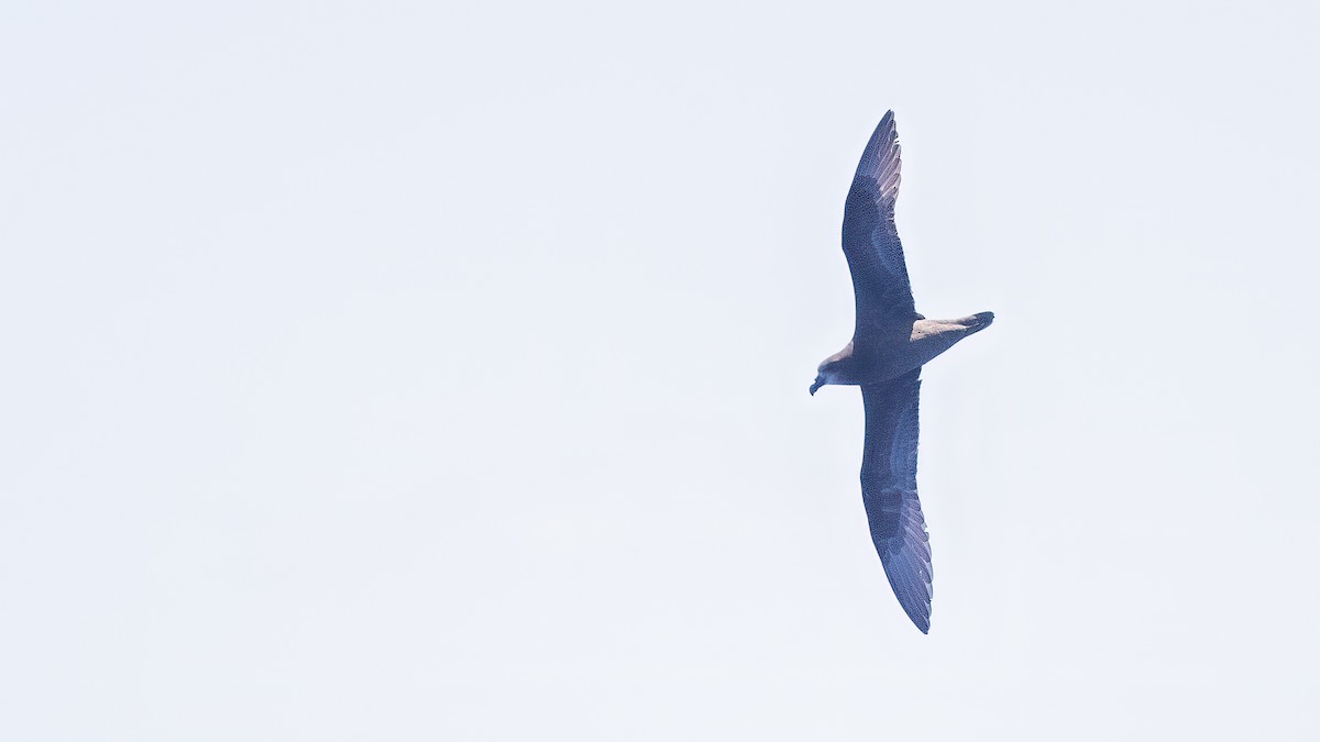 Petrel Carigrís - ML527365411