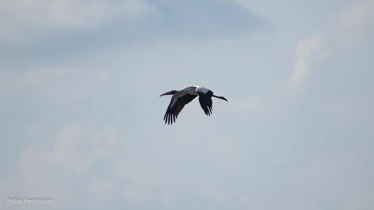 Wood Stork - Pablo Fernández