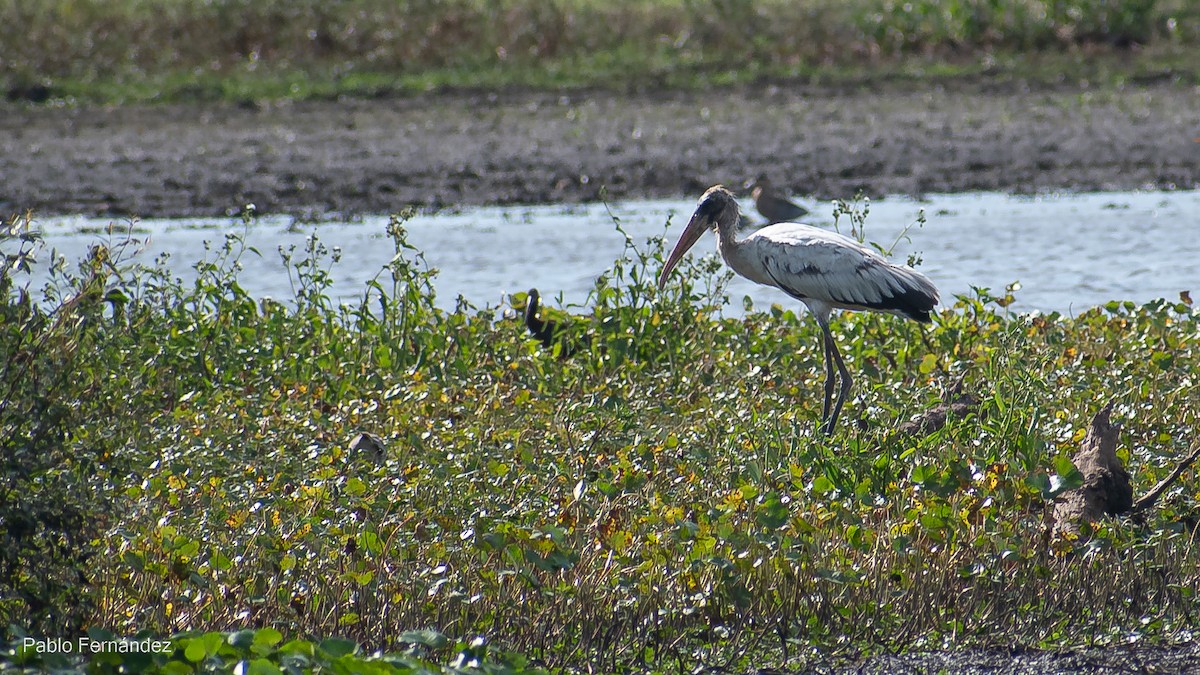 Wood Stork - ML527365571