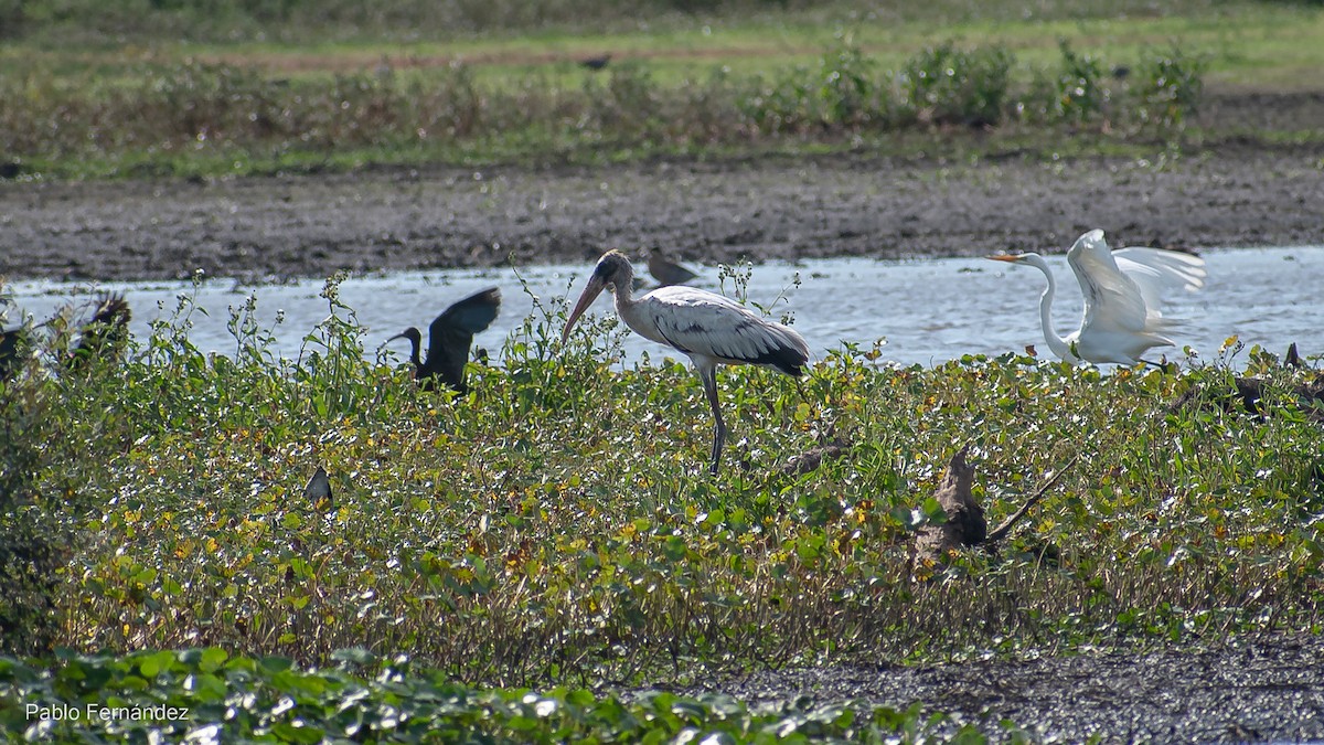 Wood Stork - ML527365581