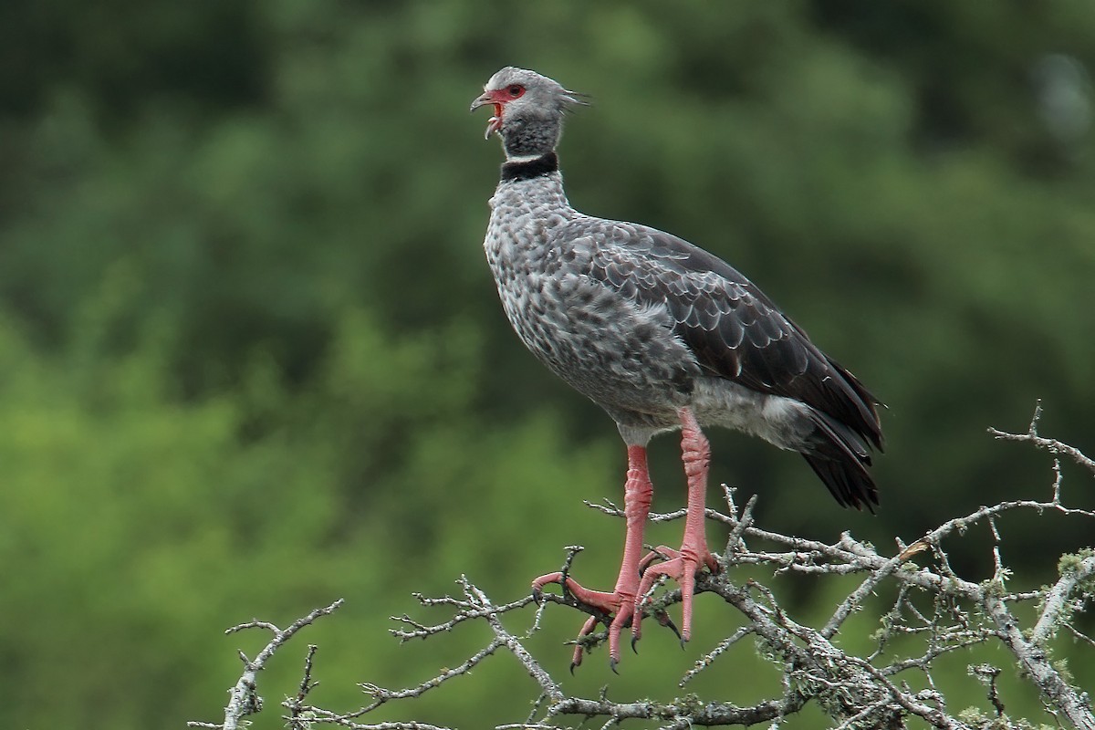 Southern Screamer - Martjan Lammertink