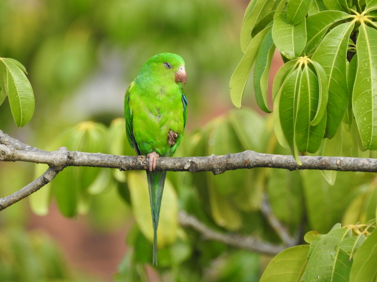 Plain Parakeet - ML527366231