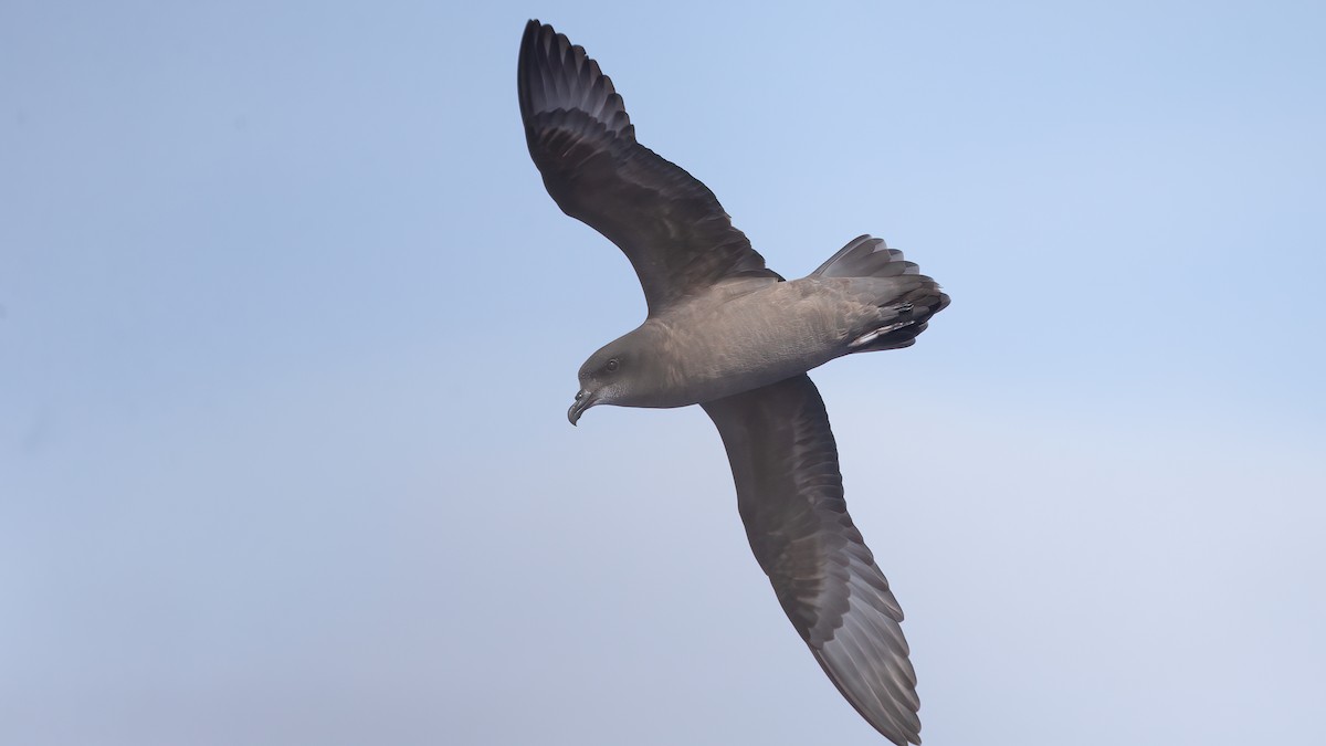 Murphy's Petrel - ML527366601