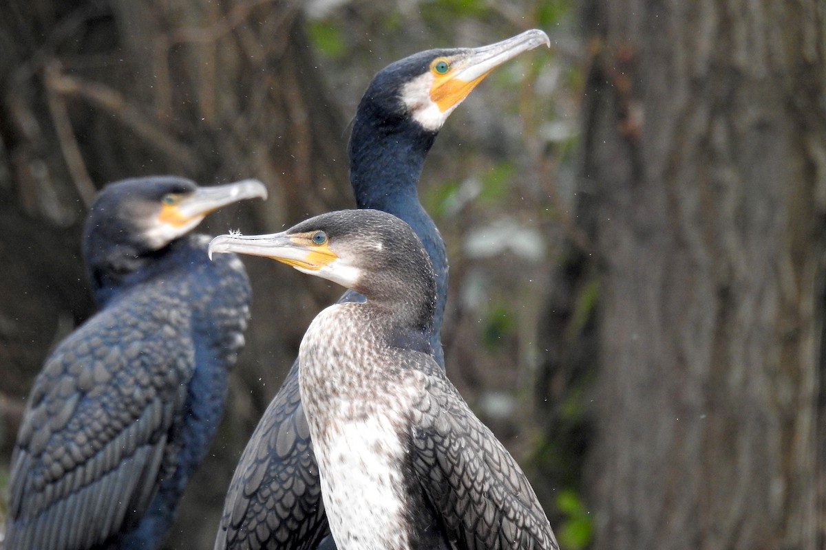 Great Cormorant - ML527367631