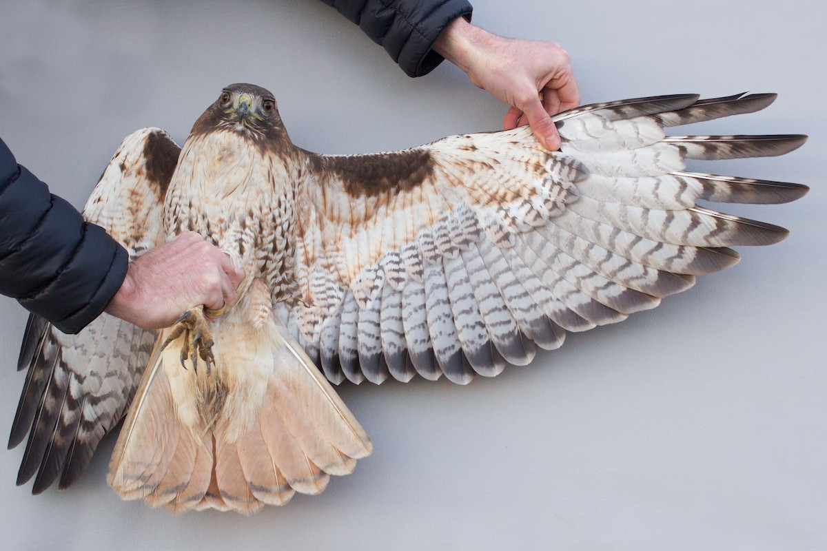 Red-tailed Hawk (calurus/alascensis) - Bryce Robinson