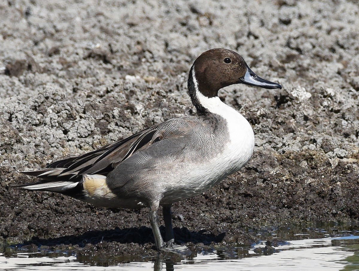 Northern Pintail - ML527370751