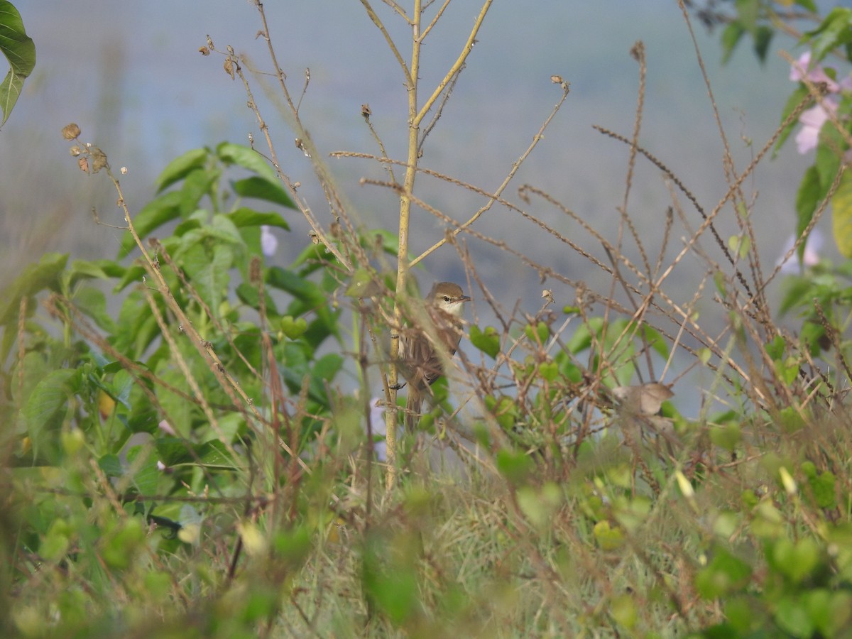 Clamorous Reed Warbler - ML527371141