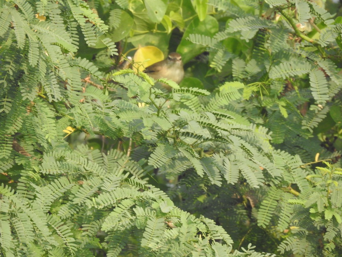 Booted Warbler - ML527371231