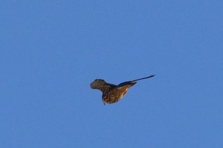 Merlin - ML527371271