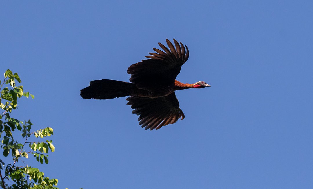 White-crested Guan - ML527371431