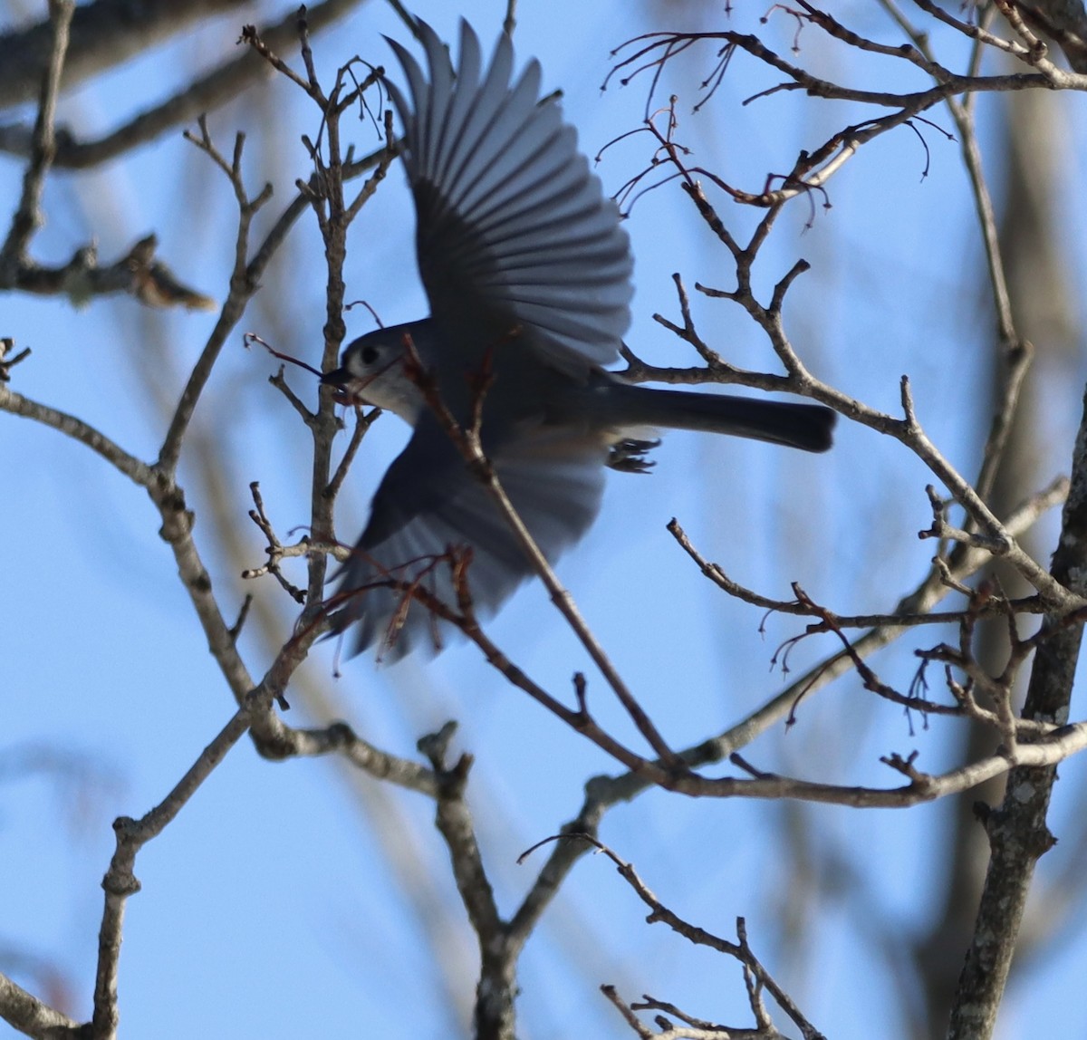 Tufted Titmouse - ML527371451